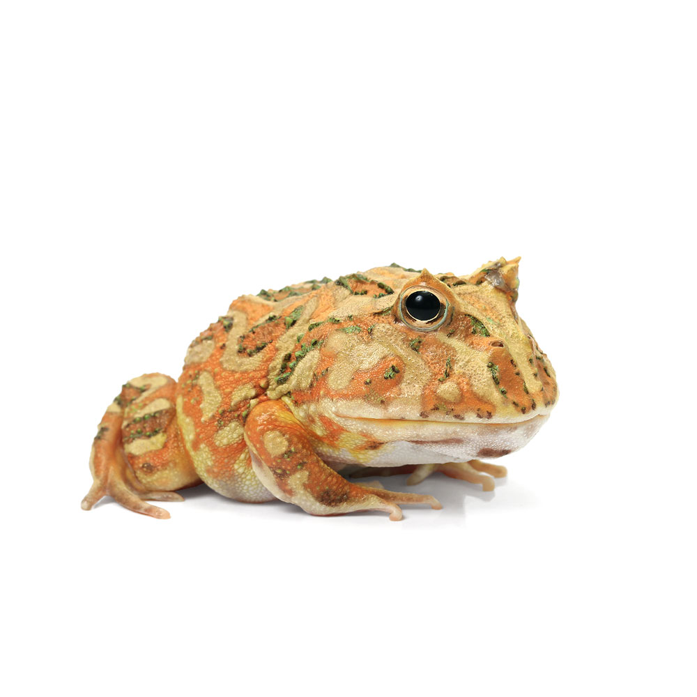 （両生類）一点物　B品　クランウェルツノガエル　ノーマルカラー　Mサイズ　811350　CB個体（1匹）