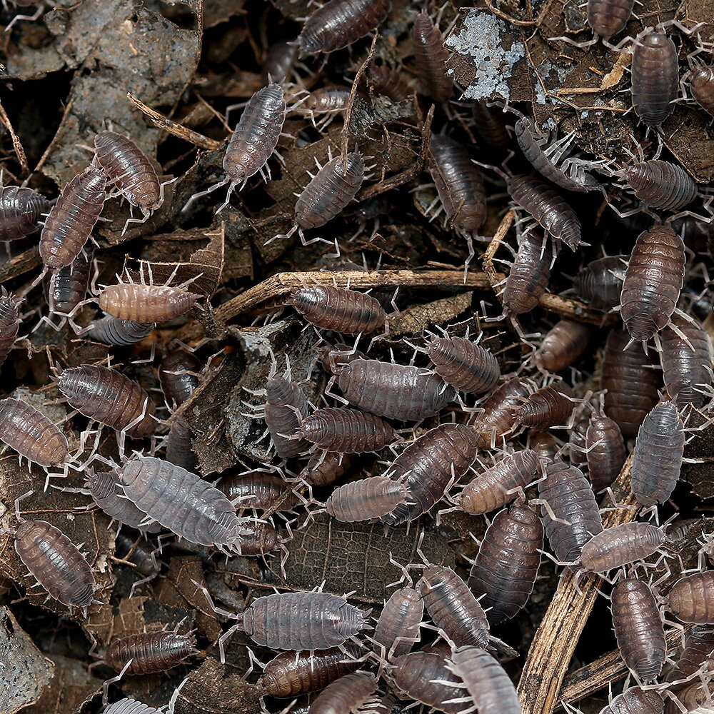 �����¡˻����ݾڤʤ����ۥ���饸�ॷ���礭��ˡ�1���å�ʬ����100ɤ�ˡ���¡��̳�ƻ���彣�Ҷ������ݲ�