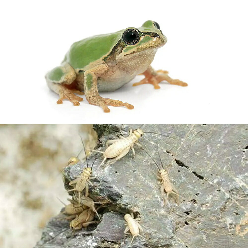 （両生類）二ホンアマガエル（5匹）と主食セット　北海道・九州航空便要保温