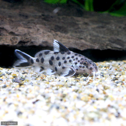 （熱帯魚）シノドンティス・マルチプンクタータス（1匹）　北海道・九州航空便要保温