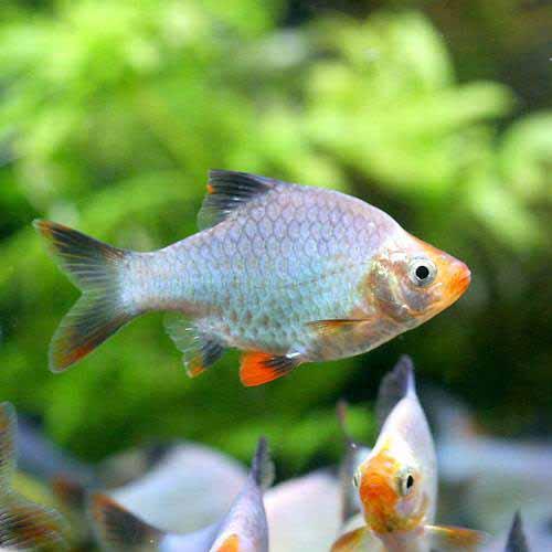 （熱帯魚）プラチナグリーン・スマトラ（3匹）　北海道・九州航空便要保温