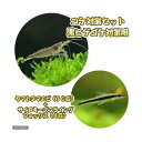 (熱帯魚)(エビ)コケ対策セット 黒髭ゴケ対策 ヤマトヌマエビ(10匹)+サイアミーズフライングフォックス(4匹) 北海道・九州航空便要保温