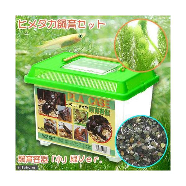 （めだか）ヒメダカ飼育セット（飼育容器　小　緑（225×150×165mm）Ver．）　説明書付　本州四国限定　お一人様1点限り