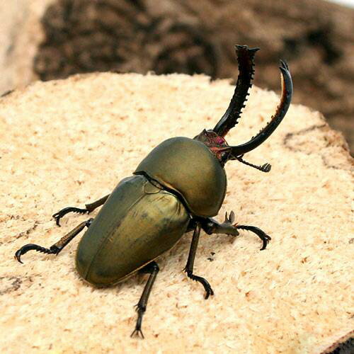 �ʺ���˥ѥץ����󥤥����塞��������ե��å���������ʽ��2���WF1��1ɤ�ˡ��̳�ƻ���彣�Ҷ������ݲ�