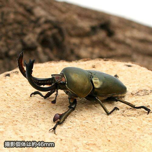 （昆虫）パプアキンイロクワガタ　アルファック産　幼虫　WF1（初〜2令）（1匹）