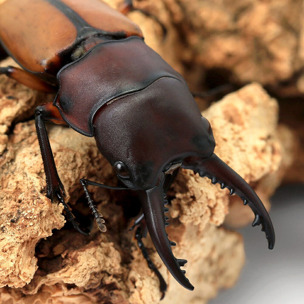 （昆虫）ブルイジンノコギリクワガタ　ペレン島産　成虫　WF1　フリーサイズ（1ペア）