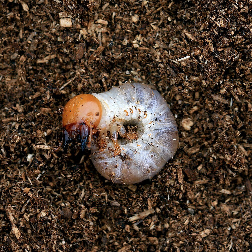 �ʺ���˹񻺥������塞�����������������������ʽ��2��ˡ�2ɤ�ˡ��̳�ƻ���彣�Ҷ������ݲ�