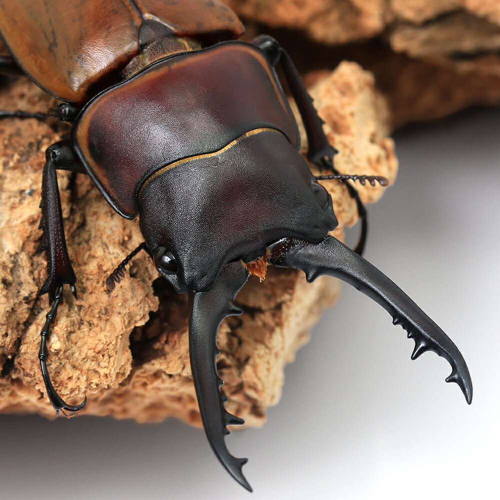 Other - （昆虫）トラグルスノコギリクワガタ　ハルマヘラ産　WF1　幼虫　初〜2令（1匹）　北海道・九州航空便要保温