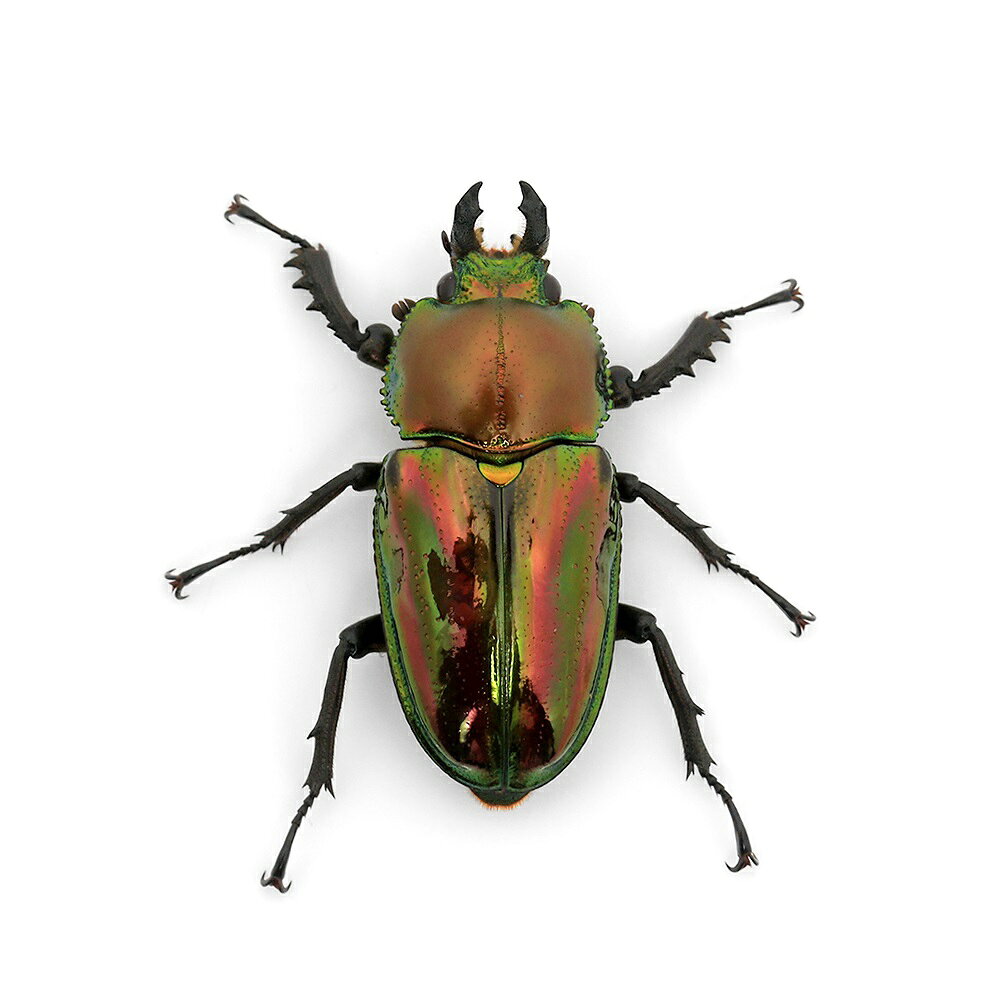 （昆虫）（メス単品）ニジイロクワガタ　青紋血統　クィーンズランド産　CB（1匹）