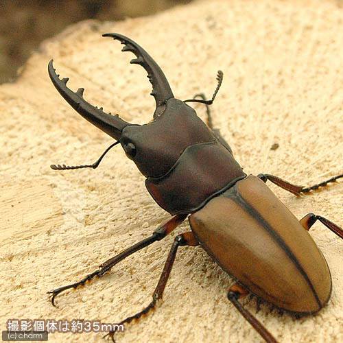（昆虫）ブルイジンノコギリクワガタ　スラウェシ島パロロ・パル産　成虫　WF1　フリーサイズ（1ペア）