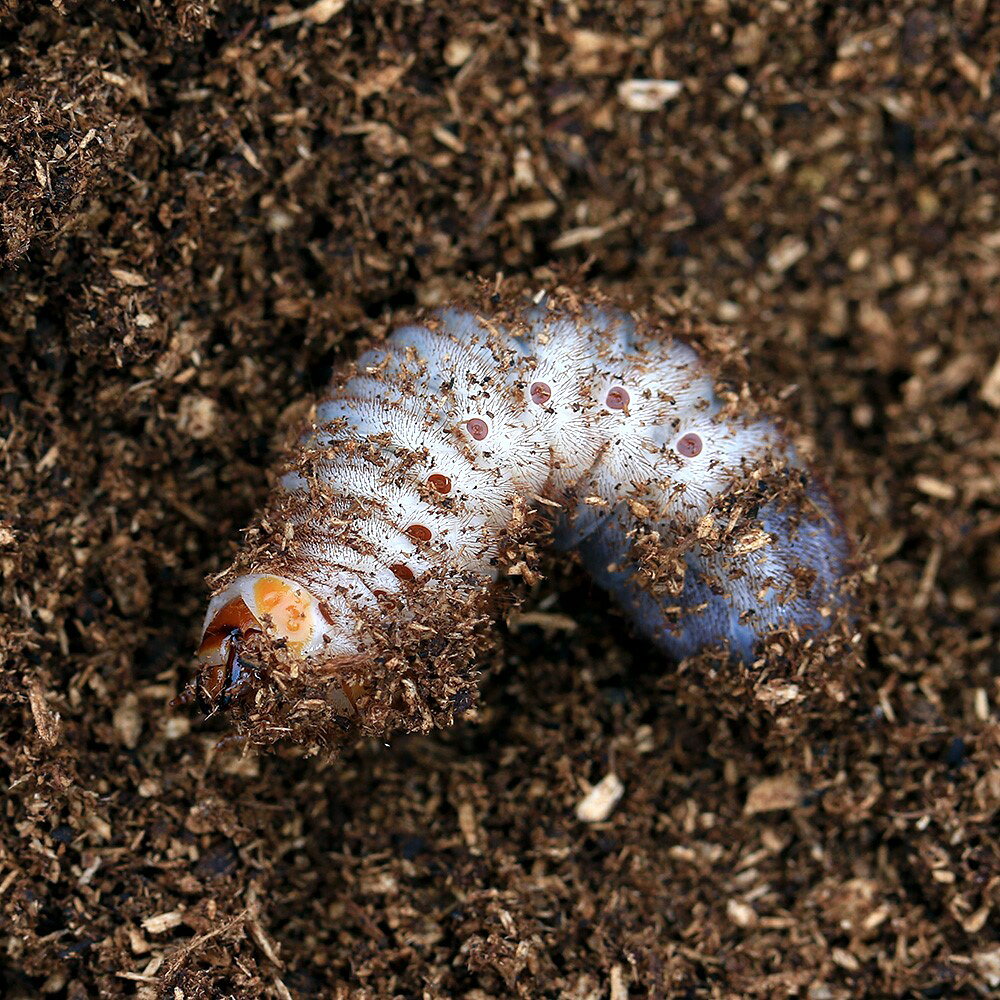 ホーデンヒメカブトハナムグリ販売個体について累代：WF1産地：フィリピン　ネグロス島　マンダラガン産※ご注文のタイミングで加齢してしまう場合もございます。※雌雄判別は致しておりません。予めご了承ください。※画像はイメージ個体となります。別名—学名（※）Phaedimus　howdeni（※）…学名が不明の種は流通名での記載の場合があります。生息地フィリピン（ネグロス島）成虫寿命活動開始後1ヶ月〜3ヶ月（ワイルド個体では上記寿命より短くなります。）飼育要件（※）飼育温度：　20〜25℃産卵形態：　腐葉土幼虫飼育：　発酵マット、腐葉土幼虫期間：　6〜1年羽化後休眠期：　1〜3ヵ月総合難易度　★★★★☆※…飼育要件は一例です。必ずしもこの環境下であれば飼育・ブリードできることを確約するものではございません。どんな種類？フィリピンのネグロス島に生息する、カブトムシのような角と金属光沢を併せ持つとても美しいハナムグリです。特にメスは背面のカラーバリエーションが非常に豊富で、コレクション性やブリードの楽しみがあります。また、フィリピンの各島には本種によく似たヒメカブトハナムグリの仲間（セブヒメカブトハナムグリなど）が分布しており、採集地が不明な個体は見た目だけでの同定が非常に難しいとされています。繁殖産卵・幼虫飼育には腐葉土（腐葉土マット）を使用することでブリード出来ます。寿命が非常に短いため、セットは早めに組むことをオススメします。亜種—昆虫マット　XLマット　カブト用　10L　カブトムシ　幼虫飼育　産卵　お一人様5点限りコバエシャッター　小　（230×153×173mm）　プラケース　虫かご　飼育容器　昆虫　カブトムシ　クワガタカブクワお悩み解決セット　昆虫　カブトムシ　飼育セット昆虫マット　B7　ぼうダニ＆しょうしゅうマット　3L　成虫用　微粒子　防ダニ　消臭　針葉樹昆虫ゼリー　プロゼリー（16g　100個入り）　カブトムシ・クワガタ用　高タンパク！硬め仕上げ！ブリードに最適！プリンカップ　大深　約680ml×10個　（DT129−700MTC）　カブトムシ　クワガタ　卵　幼虫　繁殖チャームオリジナル　簡単に剥がせる昆虫ラベル　5面5シート　昆虫　ラベル　管理足場木　細　10本1組　（小型昆虫用）　転倒防止足場木　太　10本1組　（昆虫用）　転倒防止 … PF_SPQ　昆虫　Philippines_insects　Phaedimus　howdeni　ホーデンヒメカブトハナムグリ　カナブン　コガネムシ　y26m06　20260625　2026kouki　select01musi　weeklyinsect　irupaqtok　seitaiirupaqtok　20260822 y26m08 2026kouki YO■この商品をお買い上げのお客様は、下記商品もお買い上げです。※この商品には付属しません。■昆虫マット　XLマット　カブト用　10L　カブトムシ　幼虫飼育　産卵　お一人様5点限りコバエシャッター　小　（230×153×173mm）　プラケース　虫かご　飼育容器　昆虫　カブトムシ　クワガタカブクワお悩み解決セット　昆虫　カブトムシ　飼育セット昆虫マット　B7　ぼうダニ＆しょうしゅうマット　3L　成虫用　微粒子　防ダニ　消臭　針葉樹昆虫ゼリー　プロゼリー（16g　100個入り）　カブトムシ・クワガタ用　高タンパク！硬め仕上げ！ブリードに最適！プリンカップ　大深　約680ml×10個　（DT129−700MTC）　カブトムシ　クワガタ　卵　幼虫　繁殖チャームオリジナル　簡単に剥がせる昆虫ラベル　5面5シート　昆虫　ラベル　管理足場木　細　10本1組　（小型昆虫用）　転倒防止足場木　太　10本1組　（昆虫用）　転倒防止