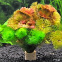 (水草)メダカ・金魚藻 ライフマルチ(茶)カボンバミックス(1個)