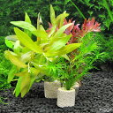 (水草)置くだけ簡単 ライフマルチ(茶)おまかせ水草1種(水中葉)(無農薬)(3個)