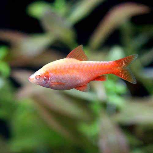 （熱帯魚）アルビノチェリー・バルブ　ピュアレッド（1匹）　北海道・九州航空便要保温