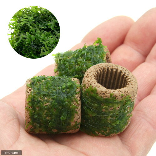 （水草）巻きたて　ライフマルチ（茶）モスsp．（国産）（無農薬）（1個）