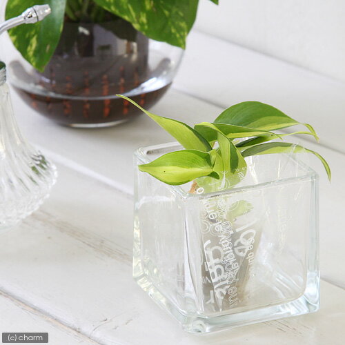 （観葉植物）ミニ観葉 オアシス苗 オキシカラジューム ブラジル（1苗）