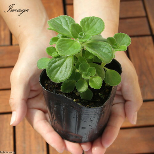 （観葉植物）ハーブ苗　アロマティカス　2．5〜3号（3ポット）　家庭菜園