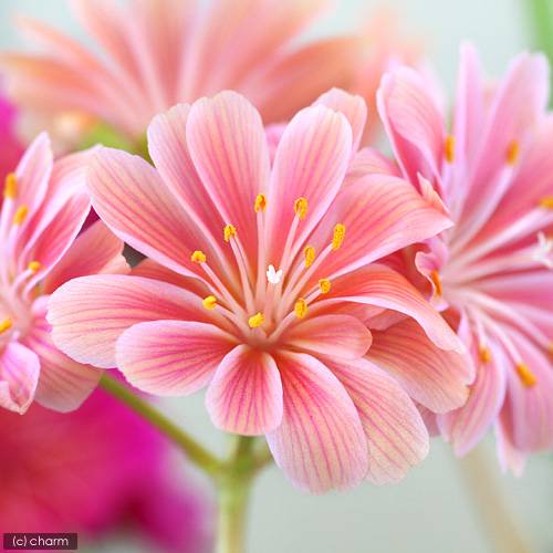 （観葉植物）レウイシア（花色おまかせ） 3．5号（1鉢）