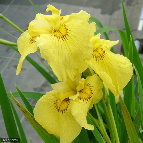 （ビオトープ）水生植物 花菖蒲 愛知の輝（アイチノカガヤキ）薄黄色三英花（1ポット）（休眠状態）