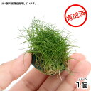 (水草)★育成済★ ヘアーグラスショートボール(水中葉)(無農薬)(1個)