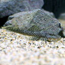 (熱帯魚)スタースパングル・プレコ(ワイルド)(1匹) 北海道航空便要保温 沖縄別途送料
