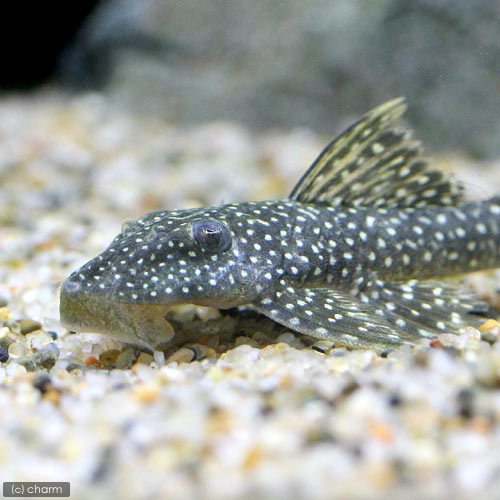 （熱帯魚）スタースパングル・プレコ（ワイルド）（1匹）　沖縄別途送料　北海道・九州航空便要保温