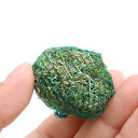 (水草)巻きたて ヘアーグラス ショートボール(水上葉)(無農薬)(3個)
