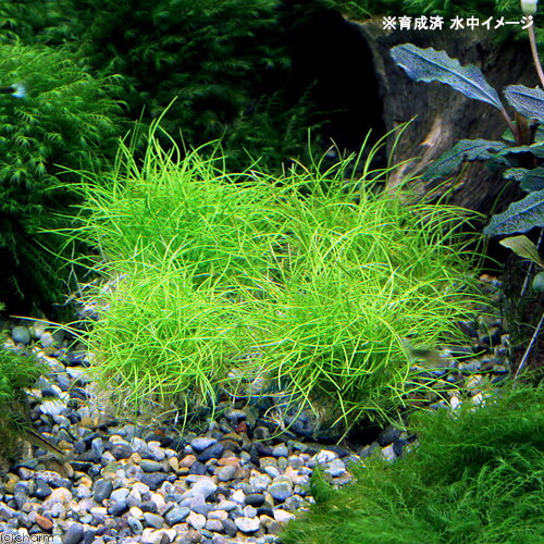 �ʿ���˴������ơ��إ������饹�����硼�ȥܡ���ʿ���աˡ�̵�����ˡ�3�ġ�