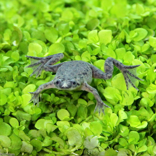 ��ξ����˻����ݾ�ʤ����ҥ�ĥᥬ�����30ɤ�ˡ����¡���¡��̳�ƻ���彣�Ҷ������ݲ�