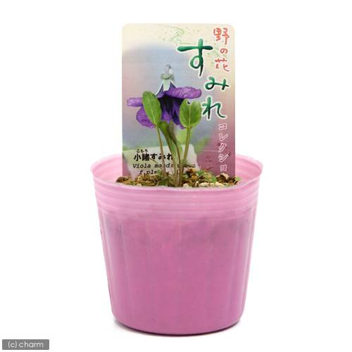 （山野草）スミレ（菫）コモロスミレ（小諸菫）　2．5〜3号（1ポット）
