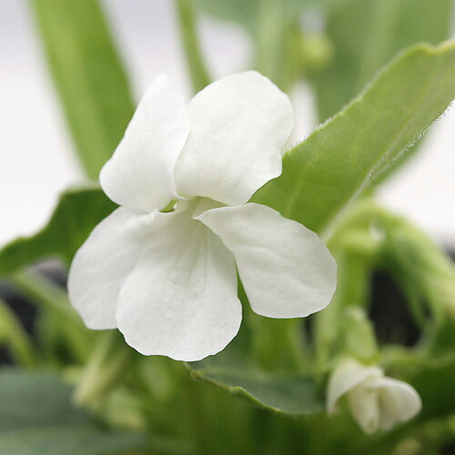 （山野草）スミレ（菫）シロバナノジスミレ（白花野路菫）2．5〜3号　（1ポット）（休眠状態）