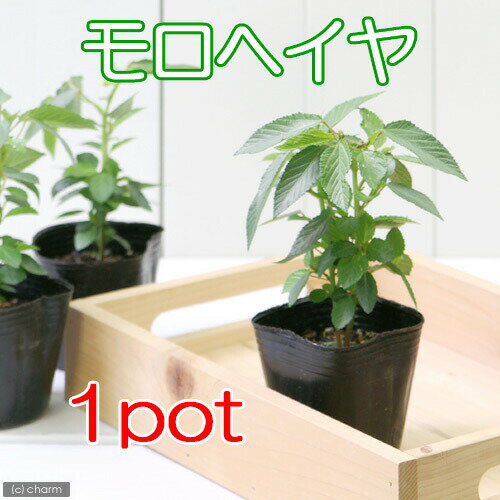 （観葉植物）野菜苗　健康野菜　モロヘイヤ　2．5〜3号（1ポット）　家庭菜園