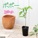 (観葉植物)果樹苗 ポポー 3.5号(1ポット) 家庭菜園 果物 フルーツ