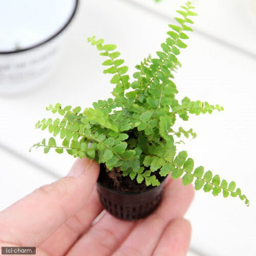 （観葉植物）ビバリウムプランツ タマシダ ダッフィー 3cmポット（1ポット）