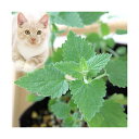 (観葉植物)ハーブ苗 キャットニップ コモン 3号(1ポット) 猫草 家庭菜園