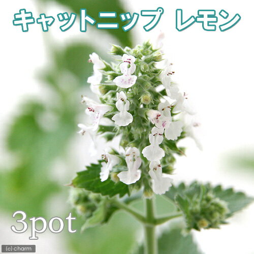 （観葉植物）ハーブ苗　キャットニップ　レモン　3号（3ポット）　猫草　家庭菜園