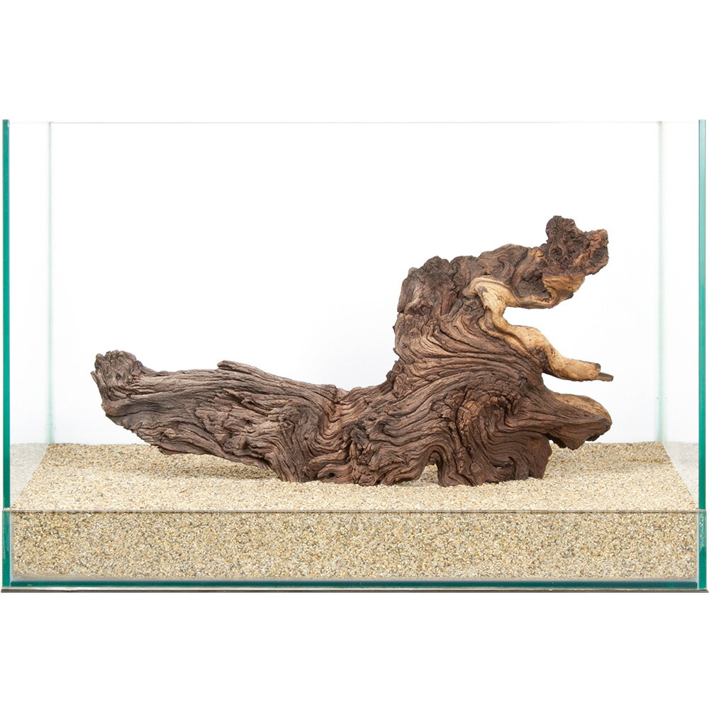 一点物　モパネウッド　45cm水槽用　859928　関東当日便