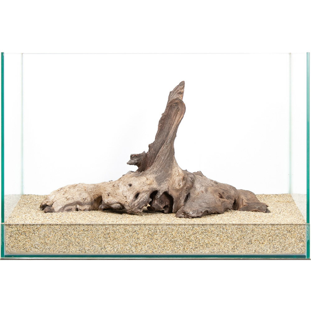 一点物　モパネウッド　45cm水槽用　859940　関東当日便