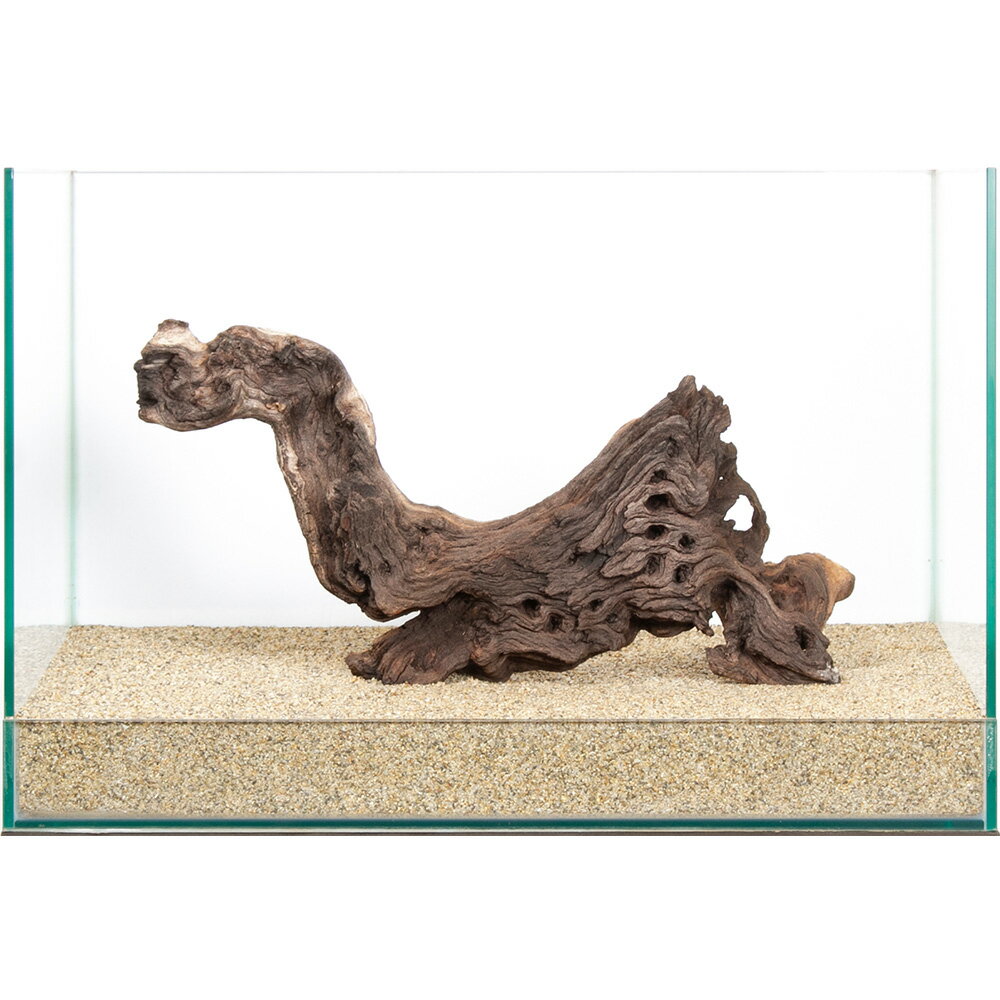 一点物　モパネウッド　45cm水槽用　859944　関東当日便