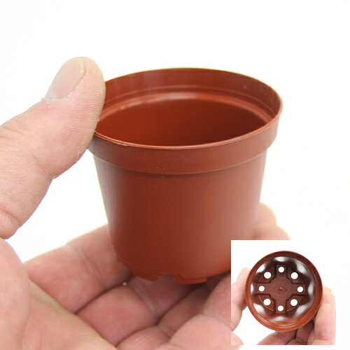 ȭ���ץ�ݥåȡ�6cm���㡡�ꤢ�꥿���ס�10�ĥ��åȡ�����������