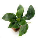(水草)ライフマルチ(茶)アヌビアスナナ(水上葉)(1個)