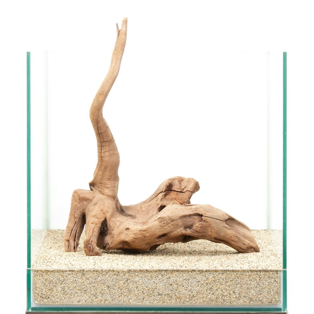 一点物　上質流木　雅　30cm水槽用　880446　関東当日便