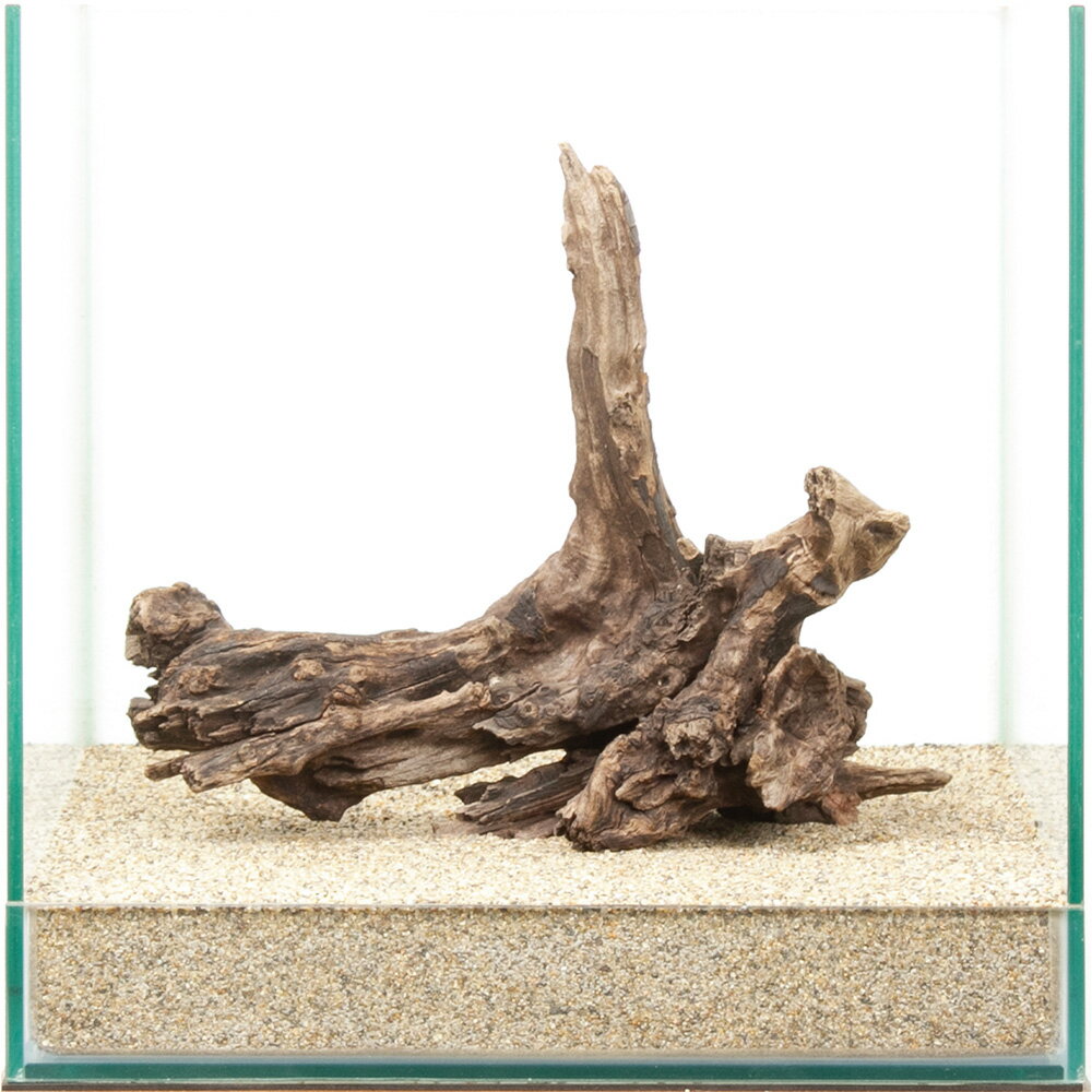 一点物　ディアーホーンウッド　30cm水槽用　880575　関東当日便