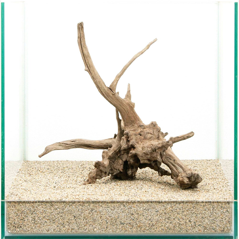 Driftwood - 一点物　30cm水槽用　ディアーホーンウッド　881561　関東当日便