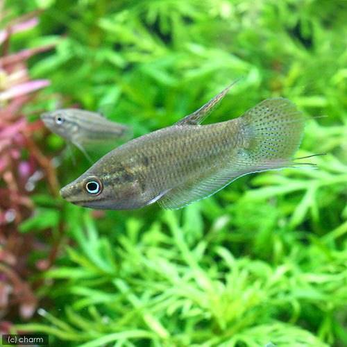 （熱帯魚）クローキング・グラミー（4匹）　北海道・九州航空便要保温