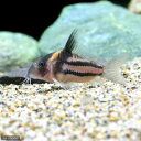 (熱帯魚)コリドラス・スーパーパラレルス(ワイルド)(1匹) 北海道航空便要保温 沖縄別途送料