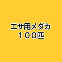 （めだか）生餌 エサ用メダカ（100匹） 活餌