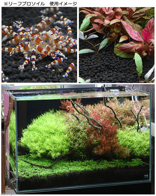 ������ñ�˻����롡�꡼�եץ������롡�ѥ�������8L��Ǯ�ӵ������ʡ��������3���¤ꡡ����������