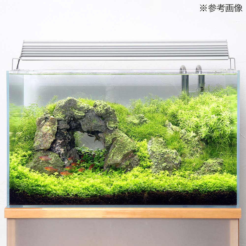 ������ñ�˻����롡�꡼�եץ������롡�����ѡ��Ρ��ޥ롡3L���������9���¤ꡡ����������