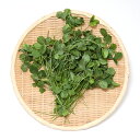 (観葉植物)国産 とれたて生野草 白クローバー 50g うさぎ 陸ガメ USAYAMA